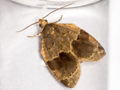 Clepsis dumicolana